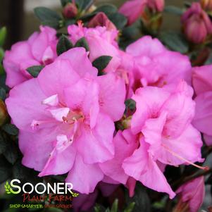 PERFECTO MUNDO® DOUBLE PURPLE AZALEA