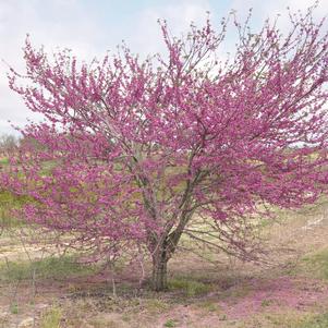 PINK POM POMS REDBUD