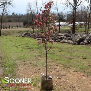 PRAIRIFIRE CRABAPPLE