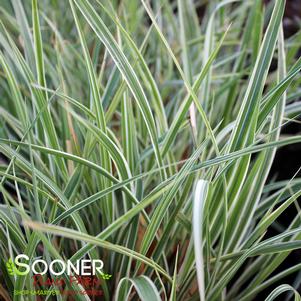 VARIEGATED JAPANESE SILVER MAIDEN GRASS