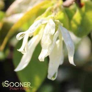 <em>Loropetalum</em> EMERALD SNOW® LOROPETALUM: 