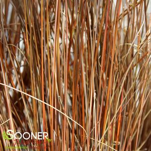 LEATHERLEAF SEDGE