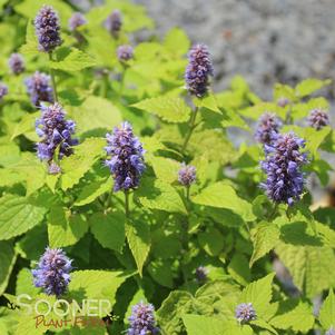 GOLDEN JUBILEE HYSSOP