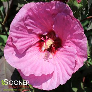 SUMMERIFIC® BERRY AWESOME HARDY HIBISCUS