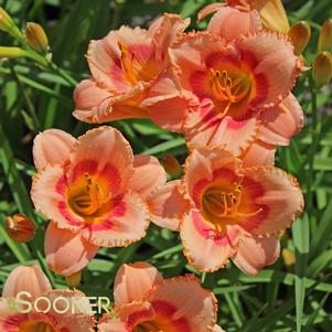 STRAWBERRY CANDY DAYLILY