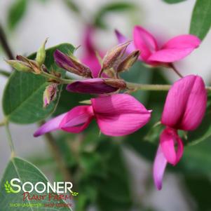 GIBRALTAR BUSH CLOVER