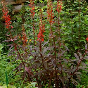 BLACK TRUFFLE CARDINAL FLOWER