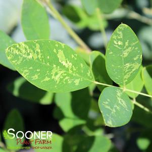 SPILT MILK VARIEGATED BUSH CLOVER