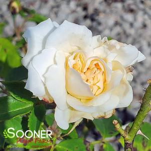 EASY ELEGANCE® CHAMPAGNE WISHES ROSE