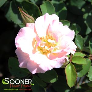 BLUSHING DRIFT® ROSE