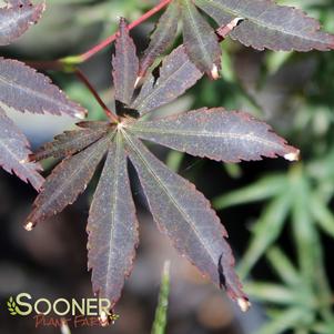 SHERWOOD FLAME UPRIGHT JAPANESE MAPLE