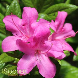 <em>Rhododendron</em> AUTUMN AMETHYST® ENCORE® AZALEA: 