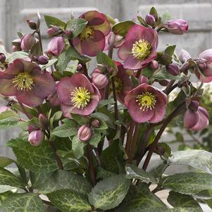 FROSTKISS® PIPPA'S PURPLE LENTEN ROSE