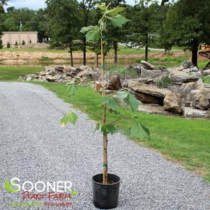 MEXICAN SYCAMORE