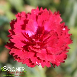 PRETTY POPPERS™ ELECTRIC RED DIANTHUS