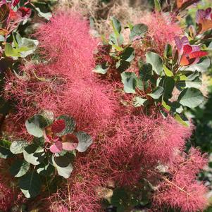 THE VELVET FOG® SMOKETREE