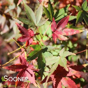 UENO YAMA RED DWARF UPRIGHT JAPANESE MAPLE