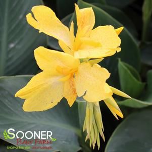 CANNOVA® YELLOW CANNA