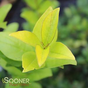 GOLDEN TICKET® PRIVET