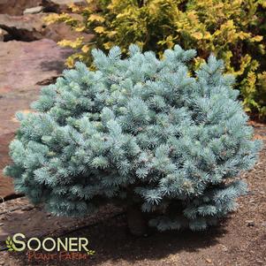 DWARF GLOBE BLUE SPRUCE