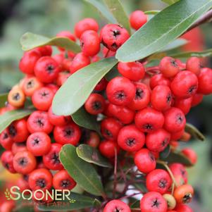 SANTA CRUZ PYRACANTHA