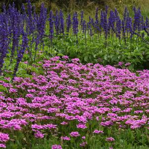 ENDURASCAPE™ PINK BICOLOR VERBENA