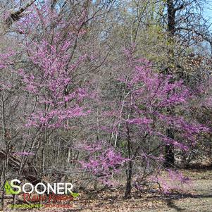 NORTHERN STRAIN EASTERN REDBUD