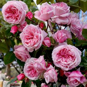 ARBOROSE® KISS ME KATE™ CLIMBING ROSE