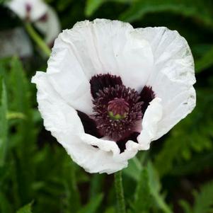 ROYAL WEDDING ORIENTAL POPPY