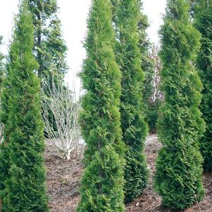 FULL SPEED A HEDGE® THIN MAN® ARBORVITAE