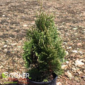 EMERALD TEARDROP™ ARBORVITAE