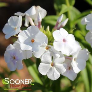 FASHIONABLY EARLY LAVENDER ICE GARDEN PHLOX