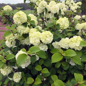 OPENING DAY™ DOUBLEFILE VIBURNUM