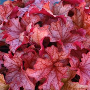 PAPRIKA CORAL BELLS