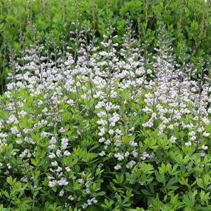 PIXIE PERIWINKLE FALSE INDIGO