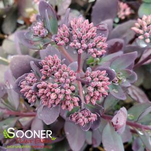 SUNSPARKLER® PLUM DAZZLED SEDUM