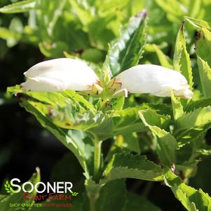 WHITE TURTLEHEAD