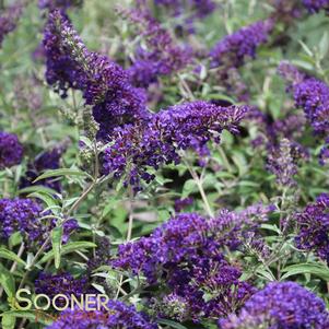 BUZZ® MIDNIGHT BUTTERFLY BUSH