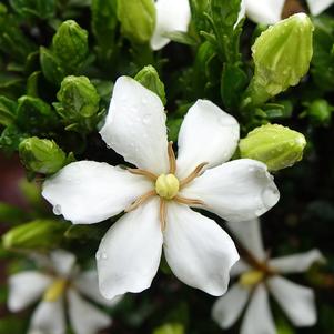 SWEET STAR® GARDENIA