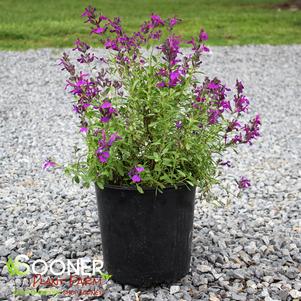 MIRAGE™ DEEP PURPLE AUTUMN SAGE