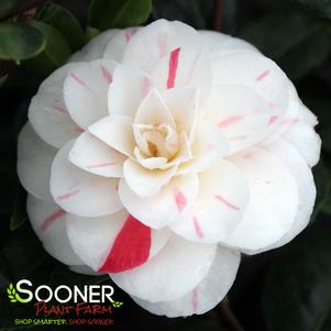 APRIL DAWN CAMELLIA