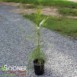 FRANKY BOY GOLDEN THREADLEAF ARBORVITAE