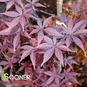 MOONFIRE UPRIGHT JAPANESE MAPLE