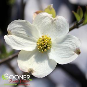 JEAN'S APPALACHIAN SNOW DOGWOOD