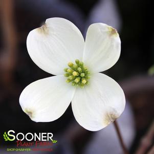 KAY'S APPALACHIAN MIST FLOWERING DOGWOOD