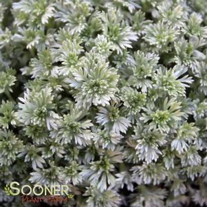 SILVER MOUND WORMWOOD