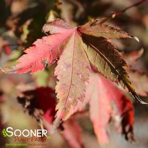 CORAL PINK UPRIGHT JAPANESE MAPLE