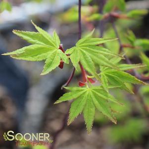 RYUSEN WEEPING JAPANESE MAPLE