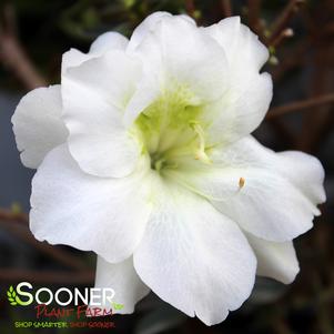 PERFECTO MUNDO® DOUBLE WHITE AZALEA