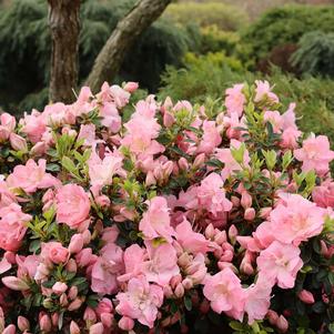 PERFECTO MUNDO® PINK CARPET® AZALEA